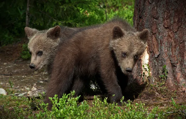 Look, nature, pose, baby, bear, bear, bear, brothers