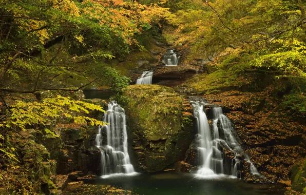 Wallpaper stones, autumn, forest, stream, leaves, moss, the bushes, trees
