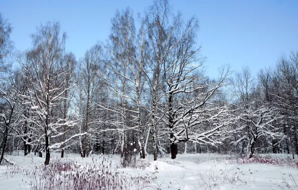 Picture winter, snow, landscape, nature