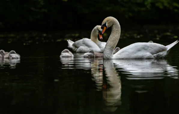 Water, birds, reflection, Swan, white, black background, swans, Chicks