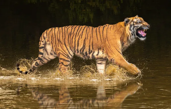 Water, squirt, nature, tiger, reflection, the dark background, bathing, mouth