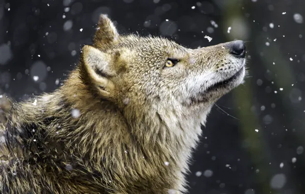 Snow, wolf, predator, profile