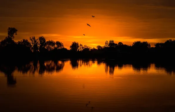 Trees, lake, bird, silhouette, Colorado, USA