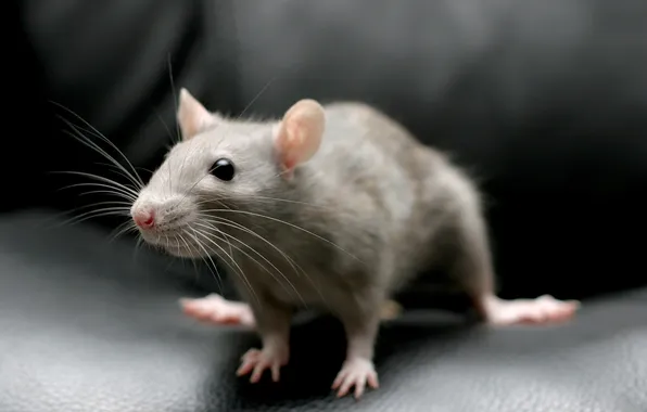 Macro, house, background, rat