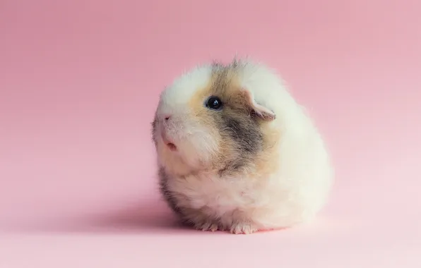 Picture background, pink, Guinea pig