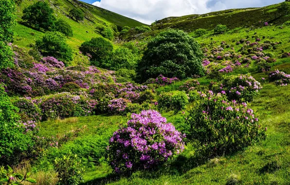Flowers, nature, hill, flowering, shrubs