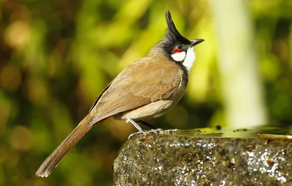 Picture bird, stone, feathers, tail