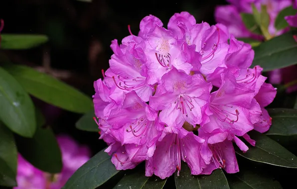 Macro, inflorescence, rhododendrons