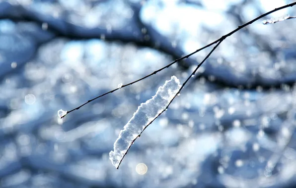 Cold, winter, frost, light, glare, sprig, color, frost