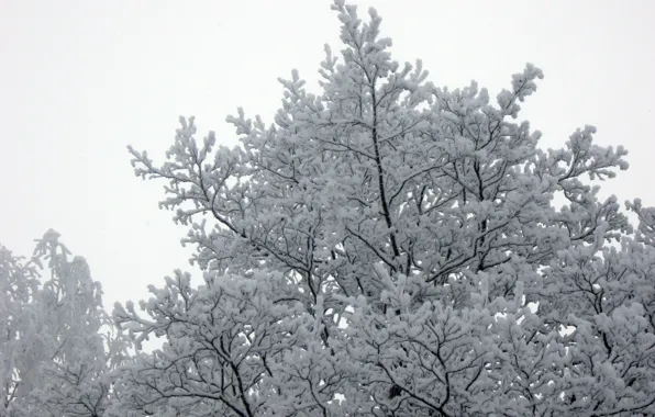 Tree, Snow, Winter forest
