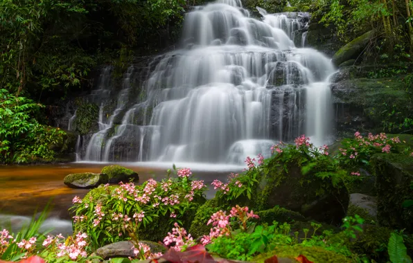 Picture forest, landscape, flowers, river, rocks, waterfall, summer, Thailand