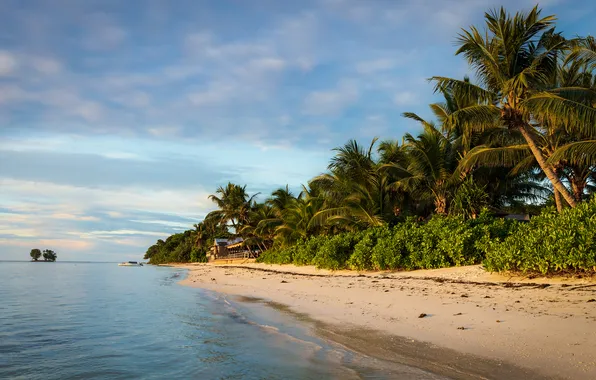 Wallpaper shrub, palm trees, summer, surf, island, tropical island, trees, shore