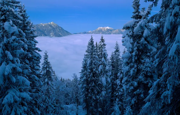 Picture winter, forest, clouds, snow, trees, landscape, mountains, nature