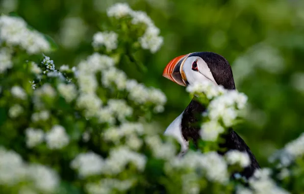 Greens, summer, flowers, bird, stalled, the bushes, bokeh