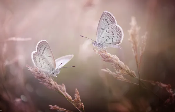 Macro, butterfly, two, spikelets