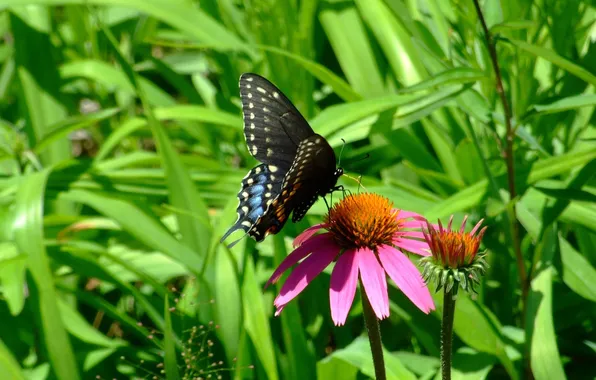 Flower, grass, light, butterfly, sailboat