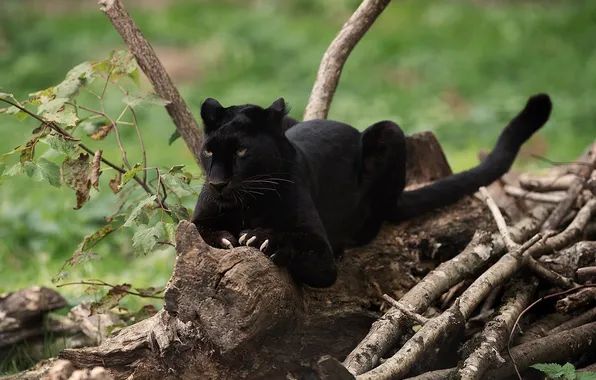 Picture predator, Panther, claws, wild cat, black leopard