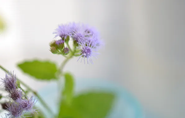 Flower, leaves, nature, plant, petals