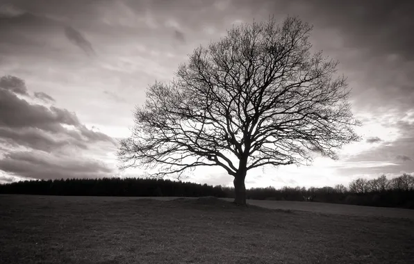 Picture field, tree, B/W