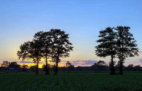 The sky, trees, landscape