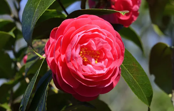 Macro, pink, Camellia