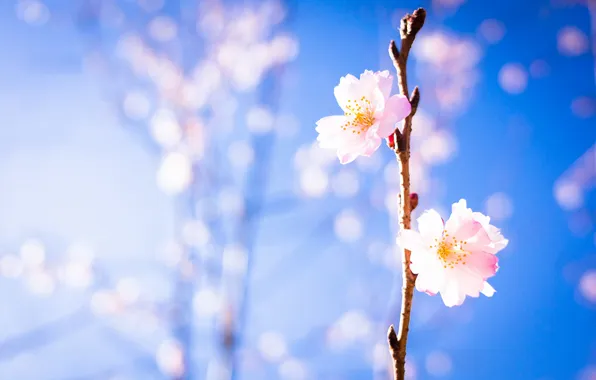 Picture the sun, light, background, beauty, Sakura