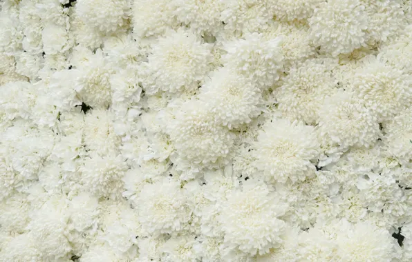 Flowers, white, Chrysanthemum