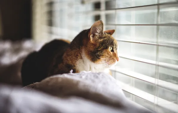 Picture cat, cat, looks, watching, blinds