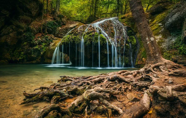 Forest, trees, nature, roots, waterfall, gorge, Crimea, Haphal reserve