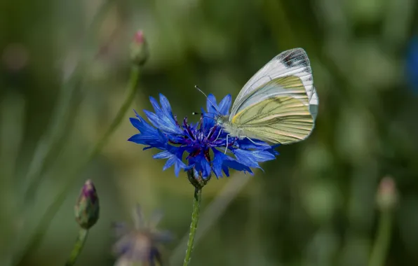 Picture flower, summer, nature, butterfly, cornflower, cabbage