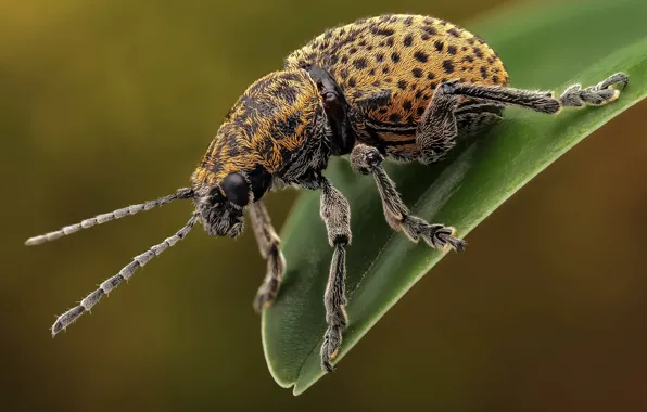 Picture macro, beetle, insect, the leaf beetle