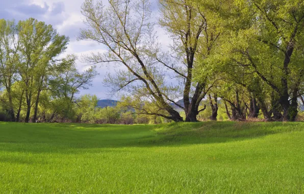Picture Grass, Spring, Trees, Nature, Grass, Spring, Green field, Trees