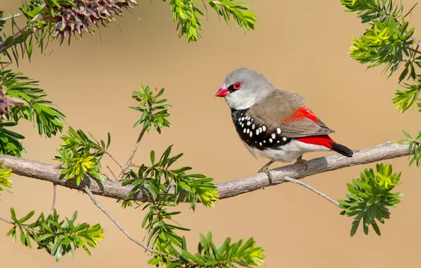 Picture eyes, leaves, branches, bird, stem, wildlife, ognenovska amadina