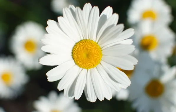 Macro, flowers, chamomile, petals