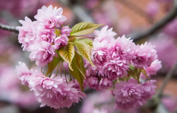 Picture macro, flowers, branch, Sakura, flowering