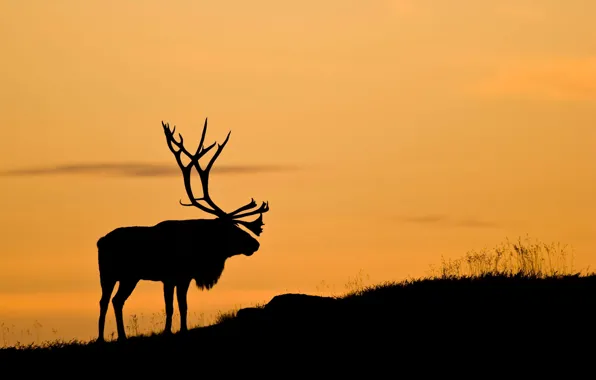 Sunset, silhouette, Reindeer