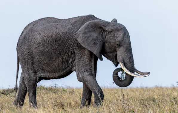 Picture elephant, ears, tusks