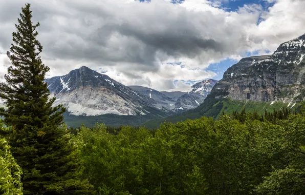 Forest, trees, mountains, USA, Glacier
