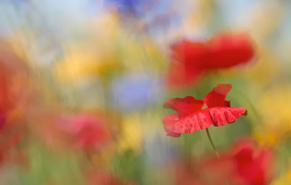 Summer, flowers, blue, yellow, background, mood, Maki, blur