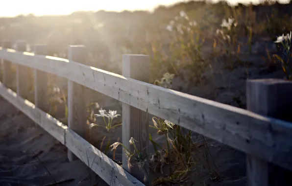 Light, landscape, the fence