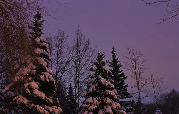 Winter, the sky, snow, trees, nature, morning, twilight, Stan