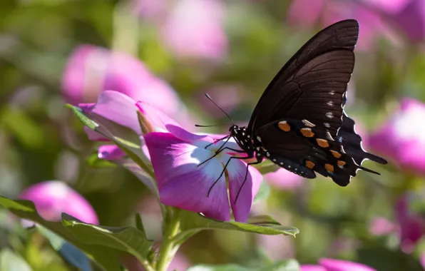 Picture flowers, macro, Phlox, butterfly, pink