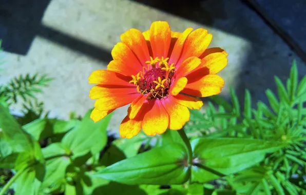 Picture flower, petals, yellow-orange flower