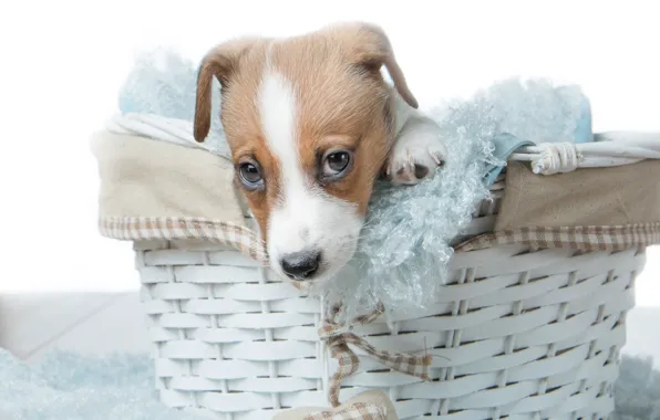 Picture basket, dog, puppy, face, basket, doggie, Jack Russell Terrier
