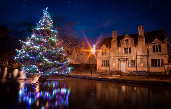 Night, the city, tree
