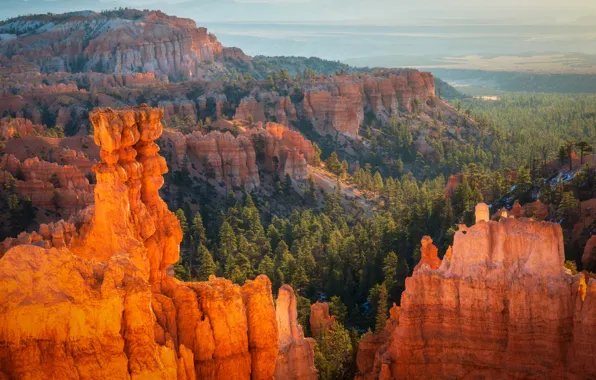 Picture forest, mountains, rocks, canyon