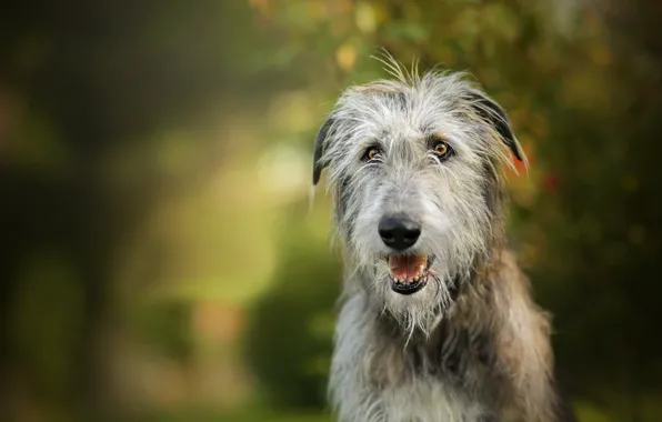 Dog, bokeh, Igraine