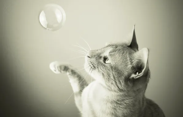 Picture cat, cat, bubble, soap bubble, Samantha Tran
