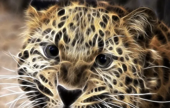 Picture treatment, leopard, beast