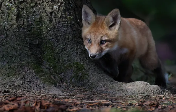 Tree, baby, Fox, face, Peeps, Fox